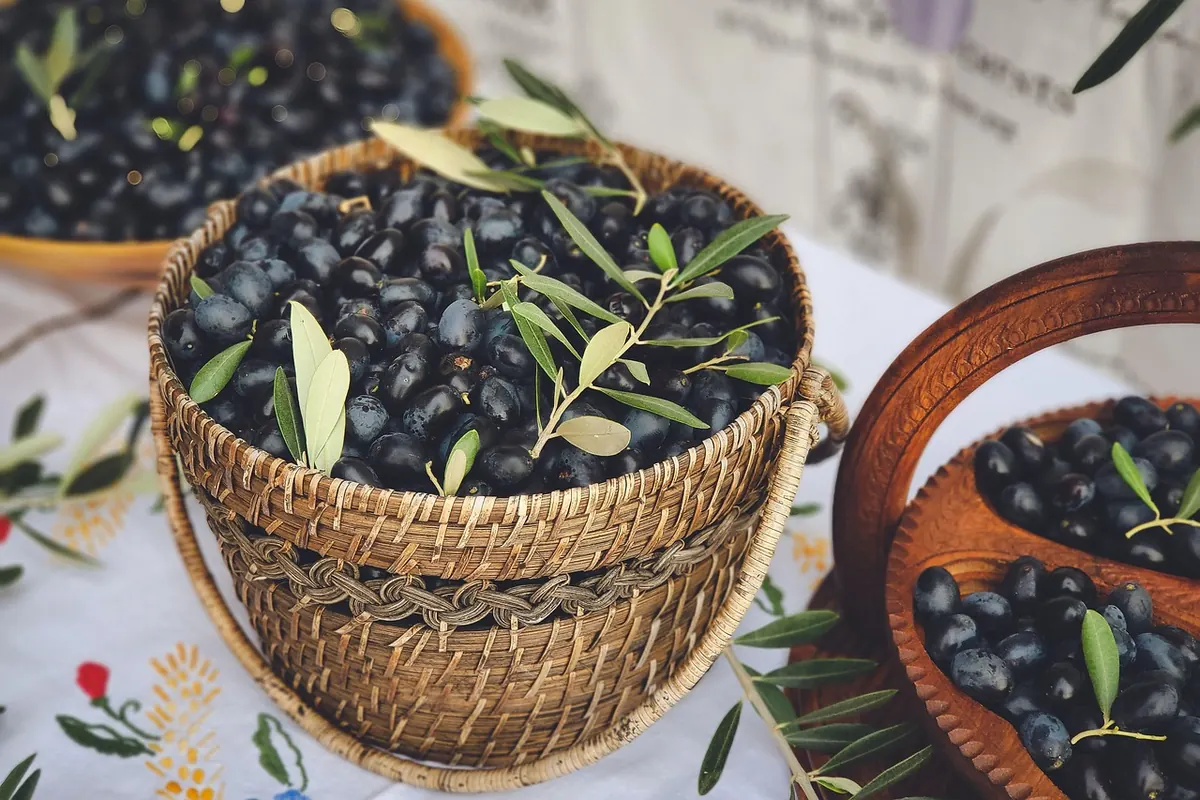 How to Harvest Olives in the UK: Timing, Tools and Small-Batch Tips