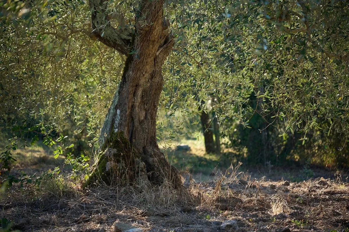 Seasonal Olive Grove Care: A Month-by-Month Guide for UK Growers